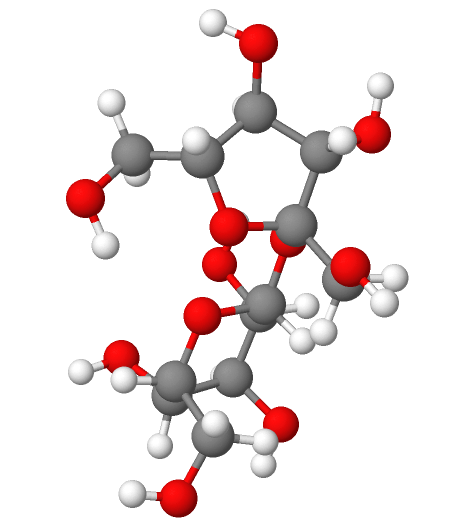 Molecular model of sucrose